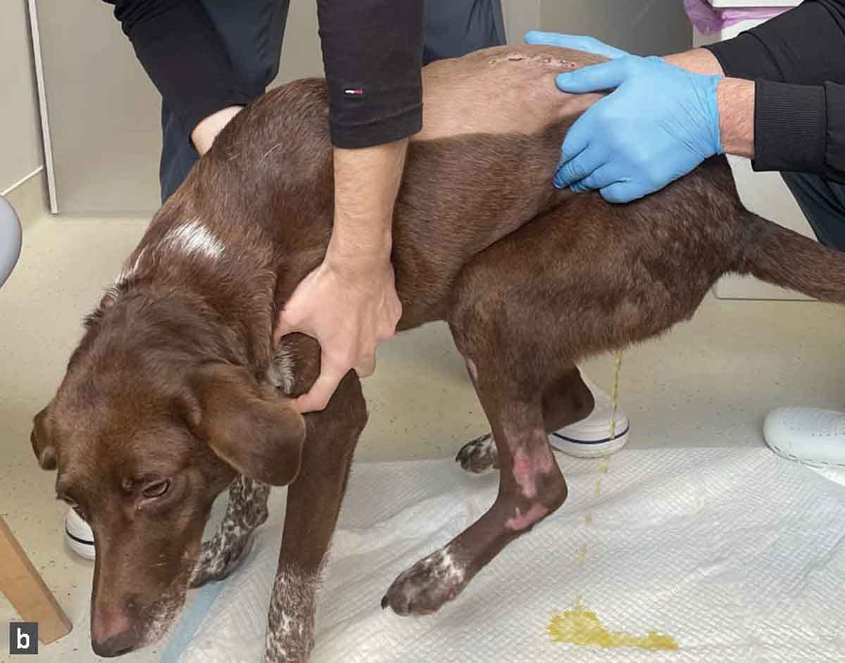 Hände üben manuellen Druck auf die Blase eines stehenden Hundes aus